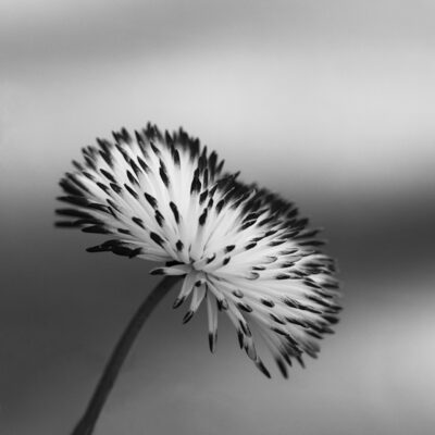 Naturschönheit unbunt.jpg – Sabine Werfel
