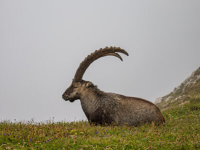 Steinbock.jpg – Bettina Grünewald