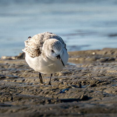 Sanderling.jpg – Beate Scheffler