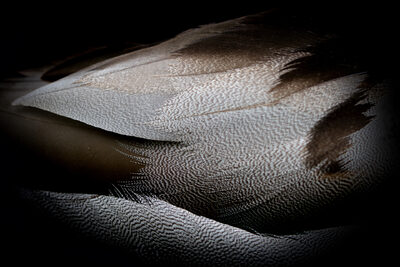 11-Ente - mal anders.jpg – Kerstin Pankratz