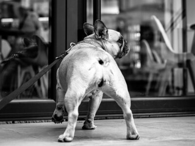 Hundeparkplatz – Olaf Schatta