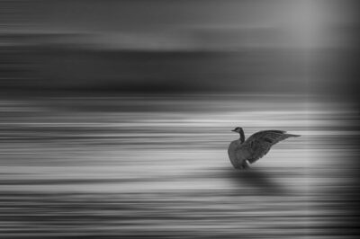 Schwan.jpg – Burkhard Pook