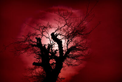 der alte Baum – Günther Weber