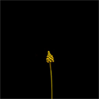 Platz 18 Perlblume – Peter Muckenhaupt
