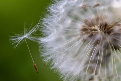 Pusteblume – Heinfried Schwack
