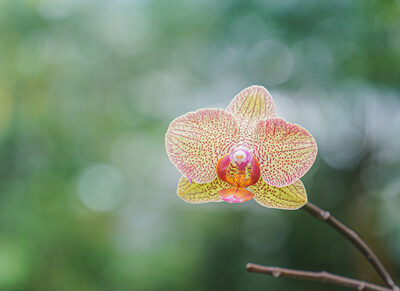 Orchidee – Peter Muckenhaupt