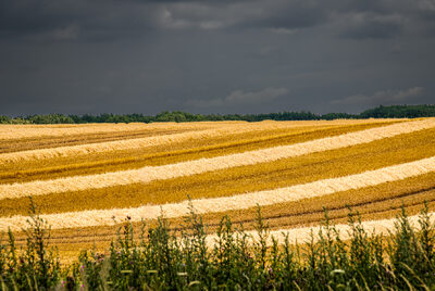 2025 Gemähtes Feld (Cluabend).jpg – Volker Mönkemöller