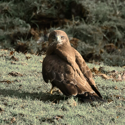 Mäusebussard.jpg – Beate Scheffler