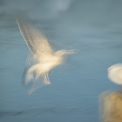 22. Möwe im Flug.jpg – Beate Scheffler