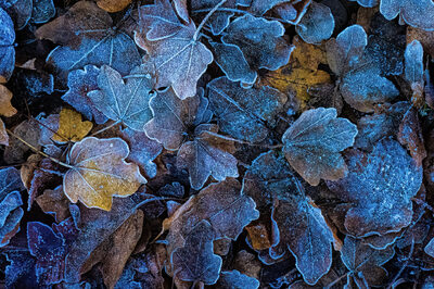 05-Frozen.jpg – Kerstin Pankratz