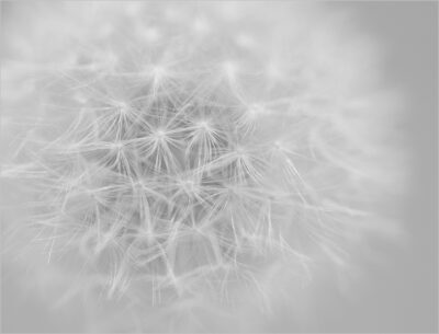 ZEN – Heinfried Schwack