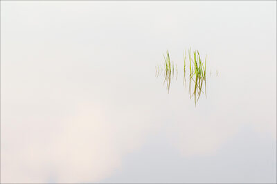 Wasserpflanze.jpg – Sabine Werfel