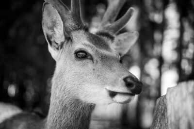 Wilde Tiere 2.jpg – Benjamin Thimm