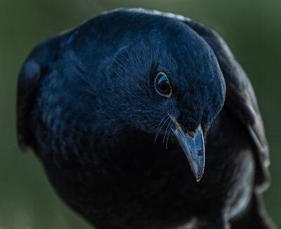 Junge Amsel – Christian Gleim