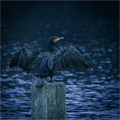 Kormoran – James Cave