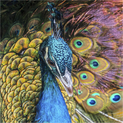 Pfau 2.jpg – Günter Zarges