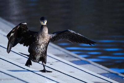 Kormoran.jpg – Beate Scheffler