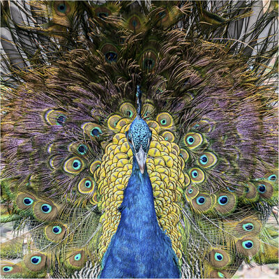Pfau 1.jpg – Günter Zarges