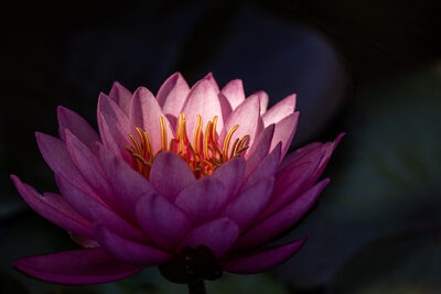 Pink perfection – Heinfried Schwack