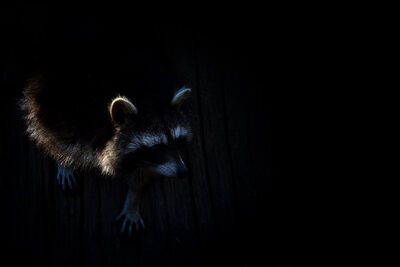 27-Waldgeist.jpg – Kerstin Pankratz
