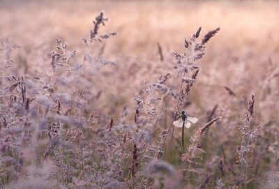 17_morgendliche Sommerwiese mit Libelle.jpg – Ute Matzkows