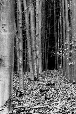 Tief im Wald – Dagmar Fraude