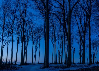 30_Blaue Stunde im winterlichen Gespensterwald.jpg – Ute Matzkows