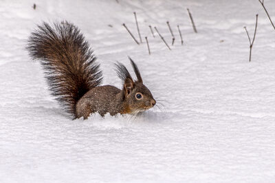 Schneehörnchen.jpg – Günter Zarges