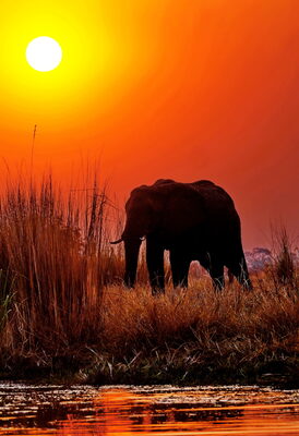 Platz 07 Sonnenelefant – Peter Ludwig