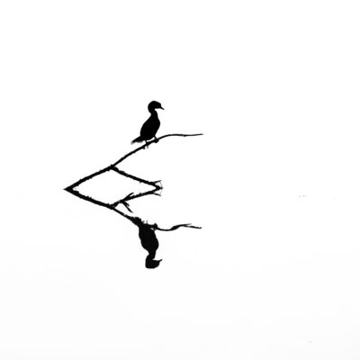 Kormoran – Christian Gleim
