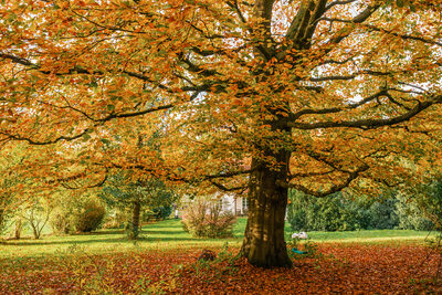 Platz 14 Baum – Peter Muckenhaupt