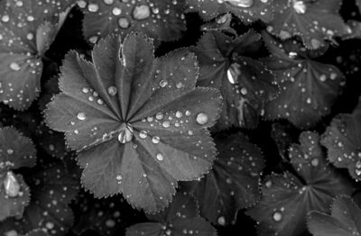 Wassertropfen – Peter Muckenhaupt