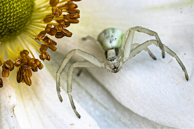 Weiße Krabbenspinne an Anemone.jpg – Günter Zarges