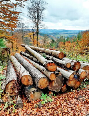 Platz 16 Herbst3.jpg – Peter Ludwig